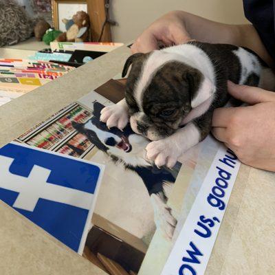 Dryden Animal Clinic