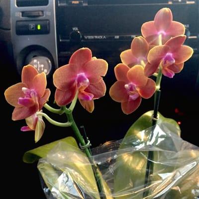 Mini orchids for my office! $8 for two stems.