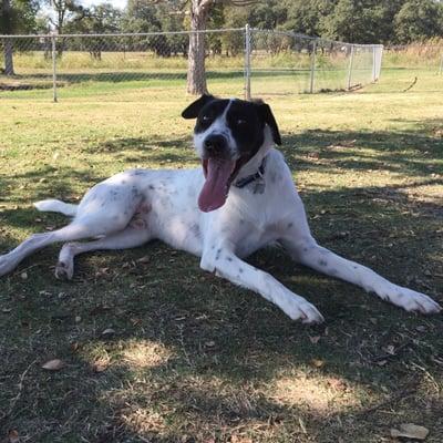 Four Paws Pet Service