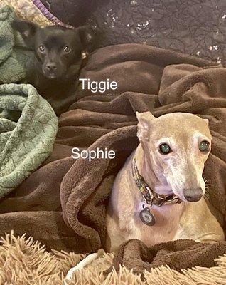 Our Italian Greyhound and our new Terrier-Chihuahua mix!