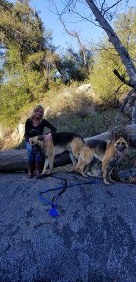 ABC pet sitting & dog walking