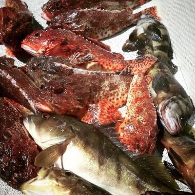 A great ay of sculpin and bass fishing