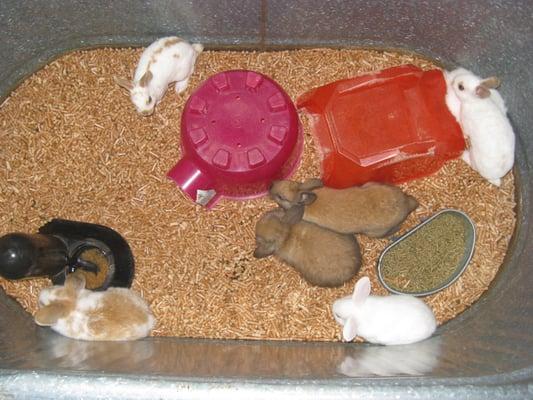 Claws and Paws Pets now located at 1225 Ruddell Rd lacey wa. 98053