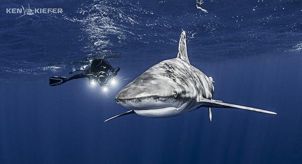 Oceanic Whitetip Shark in Bahamas