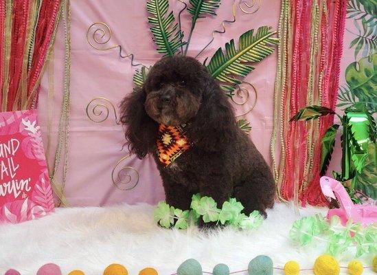 Saja's Grooming Salon