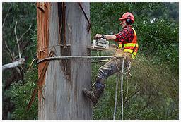 The Syracuse Tree Service