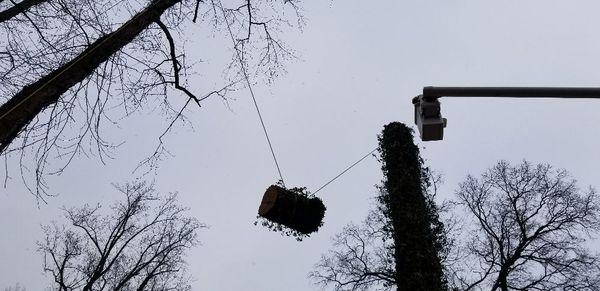 Annapolis Tree Company