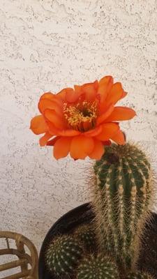 Our business is blooming!