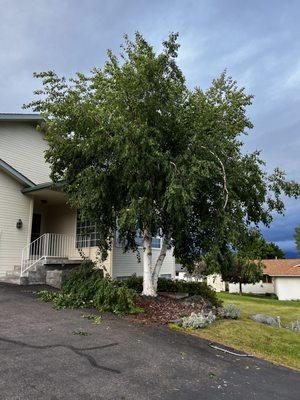 Tamarack Tree Experts