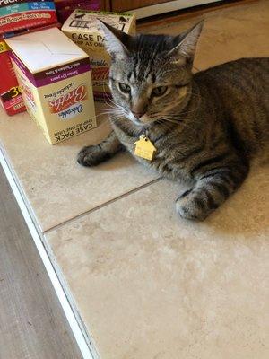 Advanced Pet Services