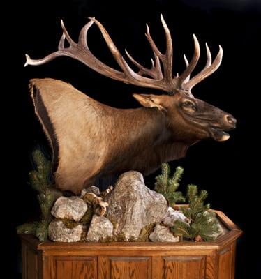 Aulds Wildlife Studios