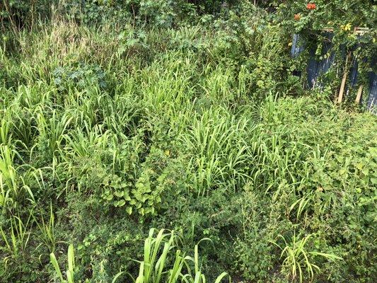 Does your backyard look like this? If so, we can help clear it!