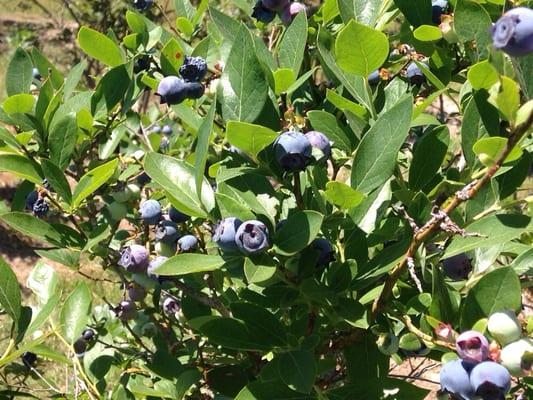Bluebonnet Berries
