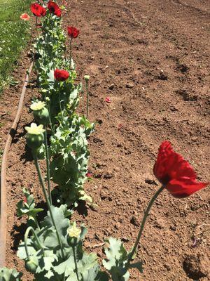 Gold Grass Yard Maintenace