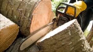 We might not be in Texas, but we sure can massacre trees fast