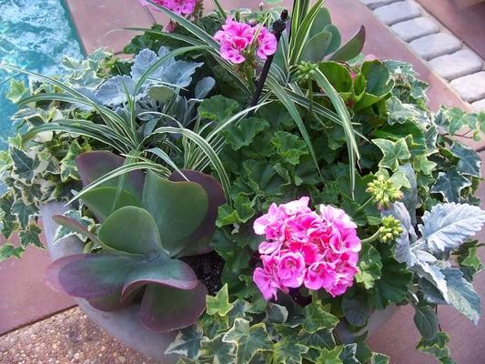 Rose & Thistle Gardening