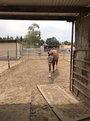 The joys of my horse