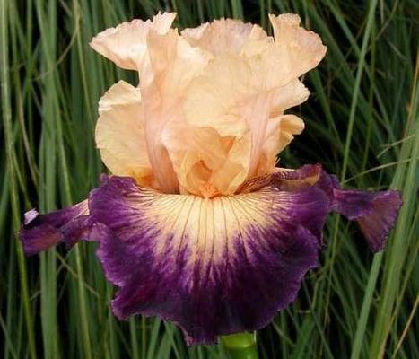 Sutton's Iris Gardens