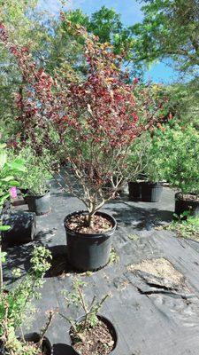 Dr Palm Lawncare & Landscape