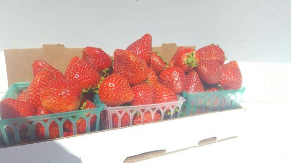 Still waiting to check us out? Don't take long we only have a few weeks left! Fresh picked daily Strawberries all Non-GMO