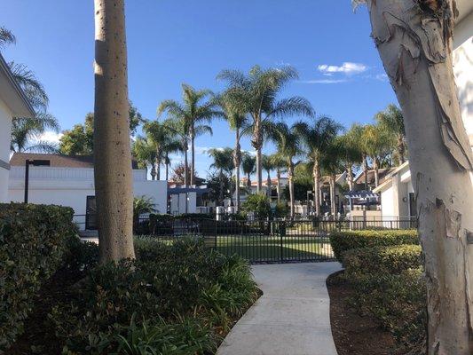 Dog park and pool area.