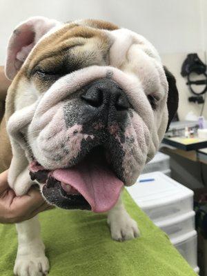 English Bulldogs are one of our most popular patients. They are super cute and fun, but are predisposed to some eye conditions.