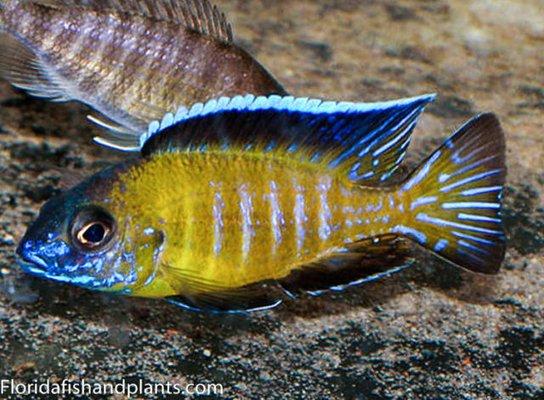 Aulonocara stuartgranti "usisya flavescent" - African Cichlid Exchange