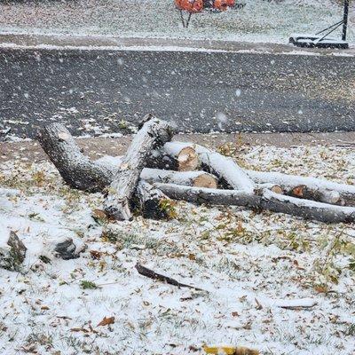 Cornerstone Tree and Landscape Services