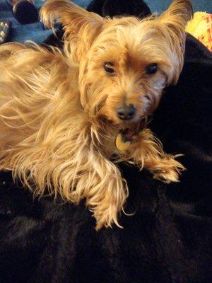 Snip & Clip Pooch Parlor