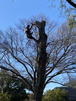 Total Tree Service