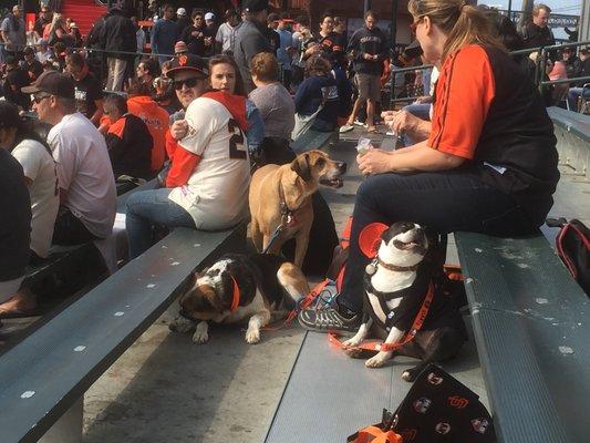 This is the reserved seating for dog owners and their canine friends: the outfield bleachers.