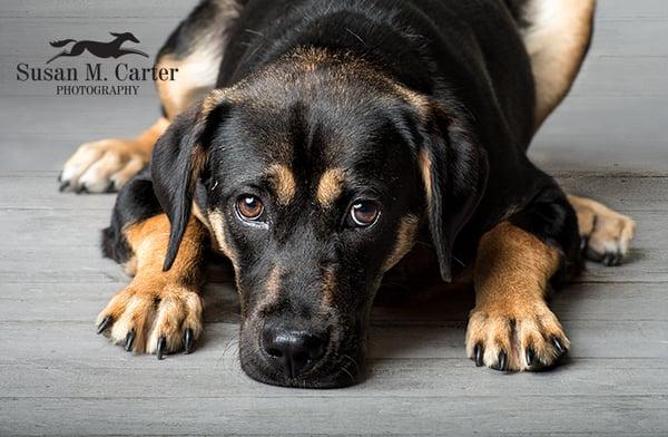 Susan M Carter Photography