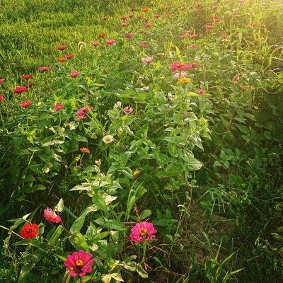 Ozarks Farm and Flowers
