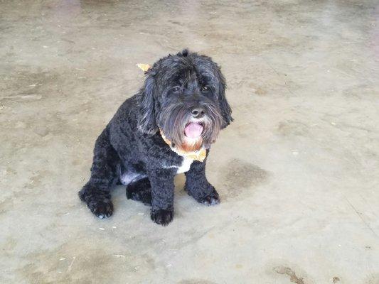 Wagging Tails Dog Salon