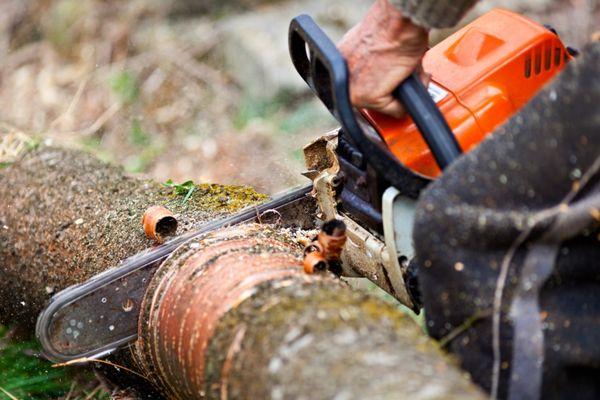 Tree Service Springfield MA