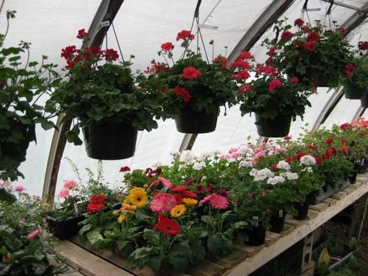 Village Green Florists and Greenhouse