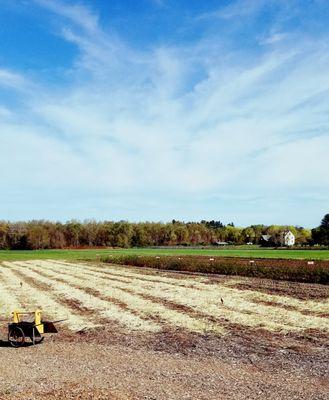 Asparagus field in Spring.