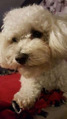 Love Ruff Ruff Animal Services, and Frenchy does too!