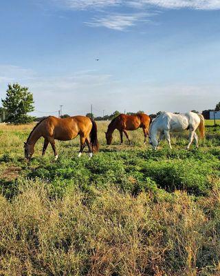 Trail Rides USA Southfork Ranch