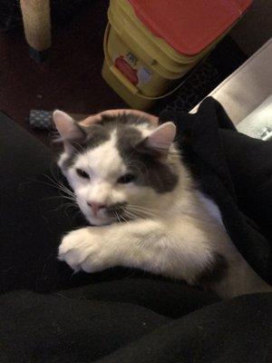 The Purr Project Inc