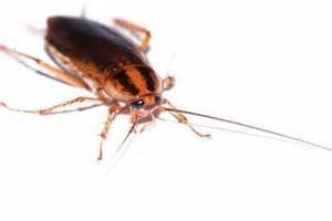Roach Pest Control
1-844-BUG-OHIO
bugdoctorohio.com