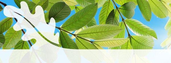 Preservation Tree Service