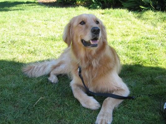 Traveler and Friends Dog Walking & Boarding Service