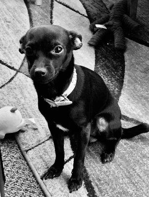 Beautiful Little Miss Lily waiting to greet you.