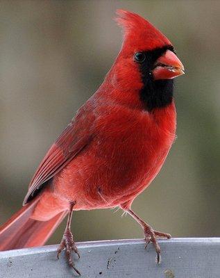 We will help you fly away with the best service