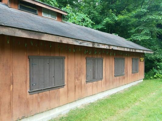 Look at the hanging vine