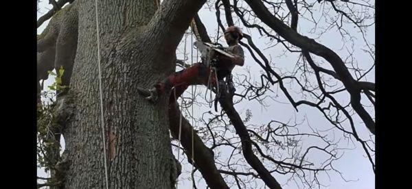 Hank's Tree Services