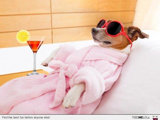 Carol's Pet Care Plus