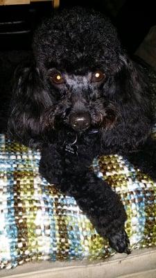 Riffles after being groomed, wonderfully done!