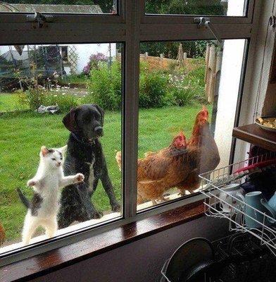 Animals looking at clean house.